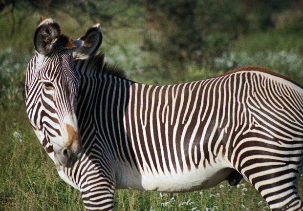 grevys zebra pronunciation